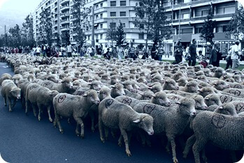 Sheep_mouton.rebelle